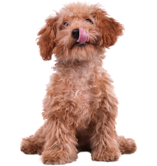 Perro