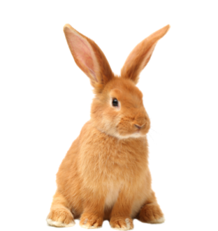 Conejo
