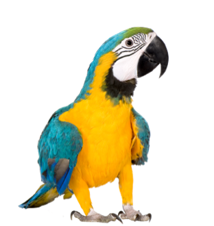 Pájaro